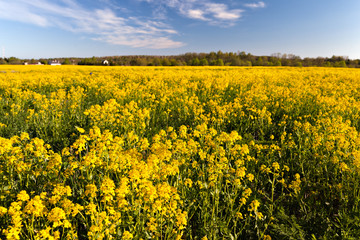 Obraz premium field of yellow flowers in the north of Russia
