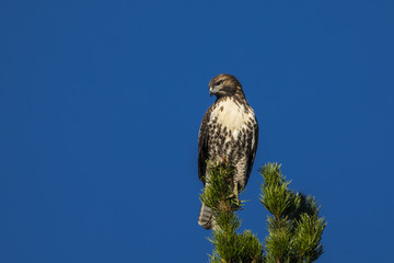 Red-tailed hawk perched on top of a pine tree