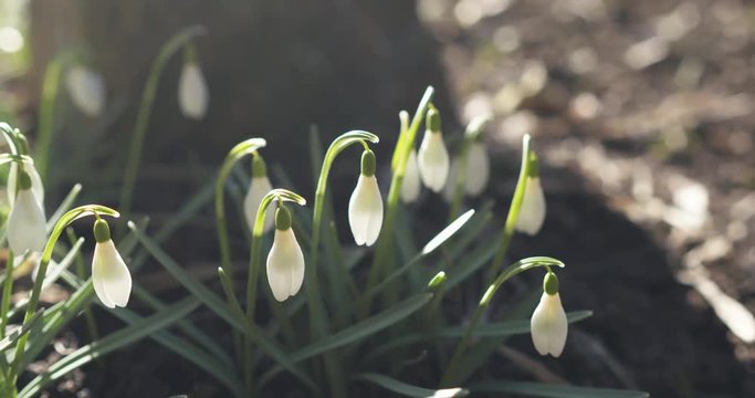 handheld slow motion shot of snowdrops in spring morning