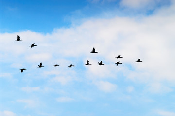 Cormorants Phalacrocorax carbo group silhouette flying high up in a V formation against the cloudy...
