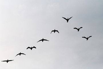 Cormorants Phalacrocorax carbo group silhouette flying high up in a V formation against the overcast gray sky. Bird migration concept. Pomerania, northern Poland.