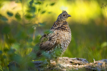 Ruffed Grouse on the lookout in the forest
