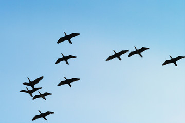 Cormorants Phalacrocorax carbo group silhouette flying high up against the blue sky. Birds migration concept. Pomerania, northern Poland.