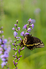 Motyl na fioletowych kwiatach - 169221872