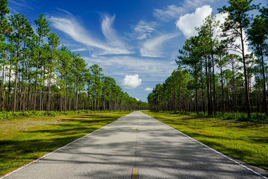 Leading Lines Through the Forest