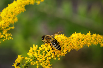 Biene beim bestäuben