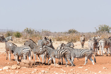 Fototapeta na wymiar Burchells Zebras and Hartmann Mountain Zebras