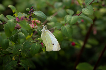 Löwenmaul auf Pflanze