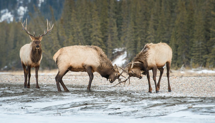 Elk