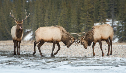 Elk