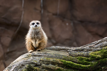 a cute meerkat or suricata in the zoo
