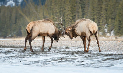 Elk