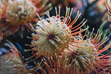Tropical flower in Hawaii