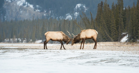 Elk