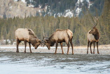 Elk