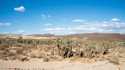 Joshua Tree