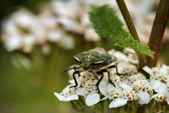 Schnabelkerfe, Wanze, Insekt, Natur 
