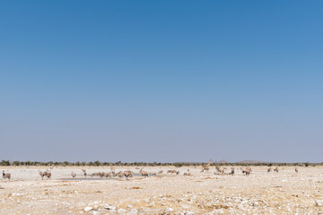 Giraffe, Burchells zebras, oryx at waterhole in North-Western Namibia