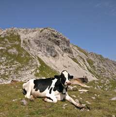 Fototapeta na wymiar Kuh in lässiger Haltung vor Alpenkulisse