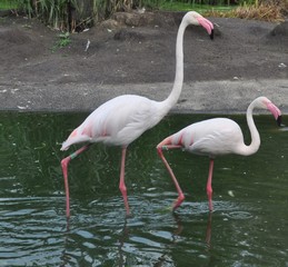 Flamingo
