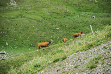 mucche nel prato