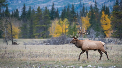 Elk