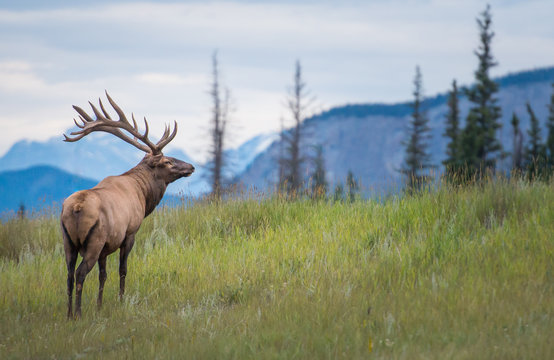 Elk