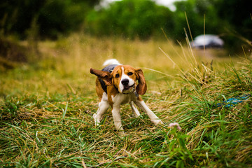 Happy beagle dog in a park