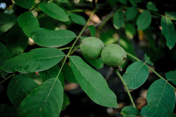 Walnut Tree Grow waiting to be harvested