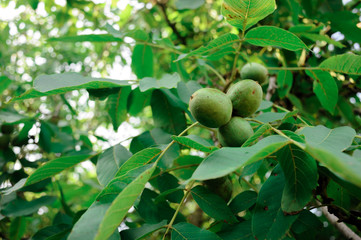Walnut Tree Grow waiting to be harvested