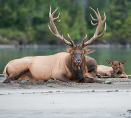 Elk