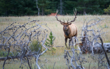 Elk