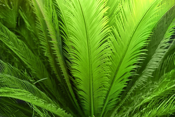 Naklejka na ściany i meble Green leaves of tropical palms outdoors