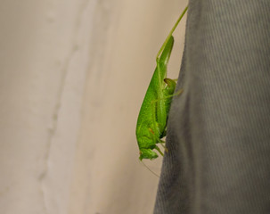 A little green cricket on a grey curtain
