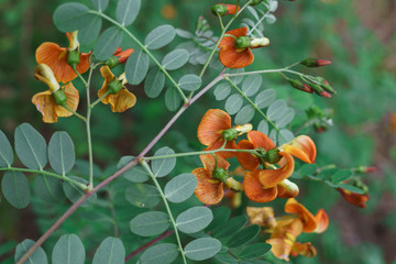 Beautiful yellow orange flowers and acacia ovaries in the garden. © lizaveta25