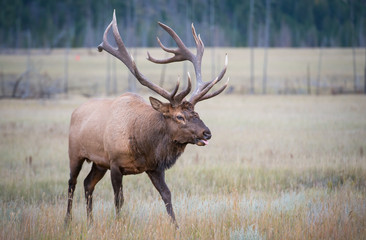 Elk