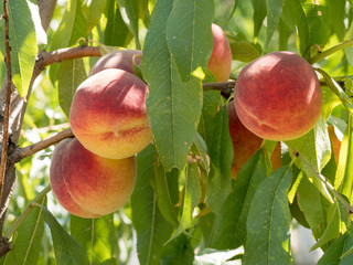 Sweet peach fruits growing on a peach tree branch in orchard.  Beautiful garden with tree ripened nectarines.