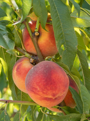 Sweet peach fruits growing on a peach tree branch in orchard.  Beautiful garden with tree ripened nectarines.