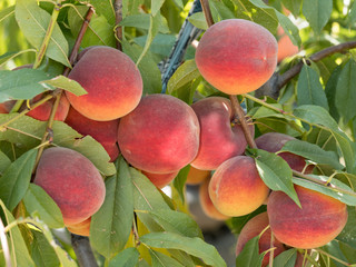 Sweet peach fruits growing on a peach tree branch in orchard.  Beautiful garden with tree ripened...