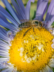 Close-up detail of a honey bee apis collecting pollen on astra flower in garden