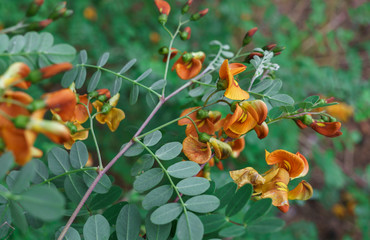 Beautiful yellow orange flowers and acacia ovaries in the garden.