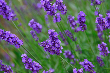 violet lavender flower in the garden