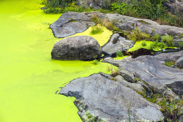 Heavy algae bloom