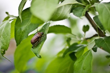 Maybug, Chafer