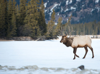 Elk