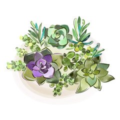 Vector illustration. Watercolor collection of succulents for design, hand-drawn.