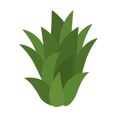 Sweet and delicious pineapple leaves, icon vector illustration graphic design