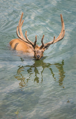 Elk