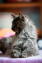 Naklejka premium Maine Coon Black Smoke