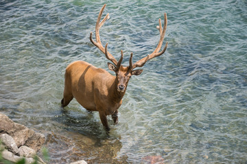Elk